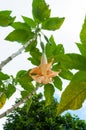 Beautiful orange tropical single flower Garden Angel`s Trumpet Brugmansia Ãâ candida Royalty Free Stock Photo